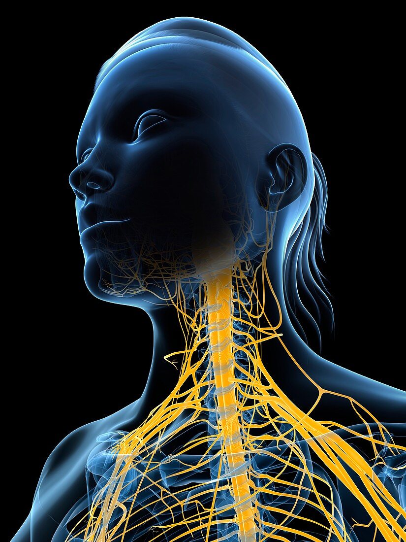 Female nervous system,artwork