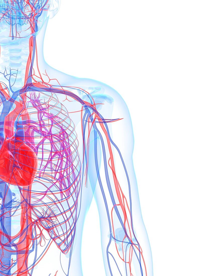 Male cardiovascular system,artwork