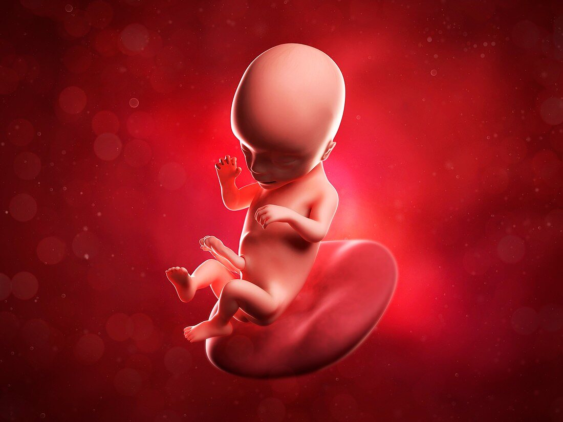 Foetus at 16 weeks,artwork
