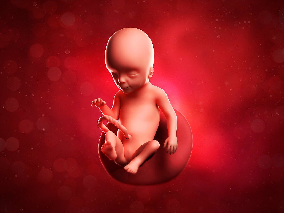 Foetus at 17 weeks,artwork