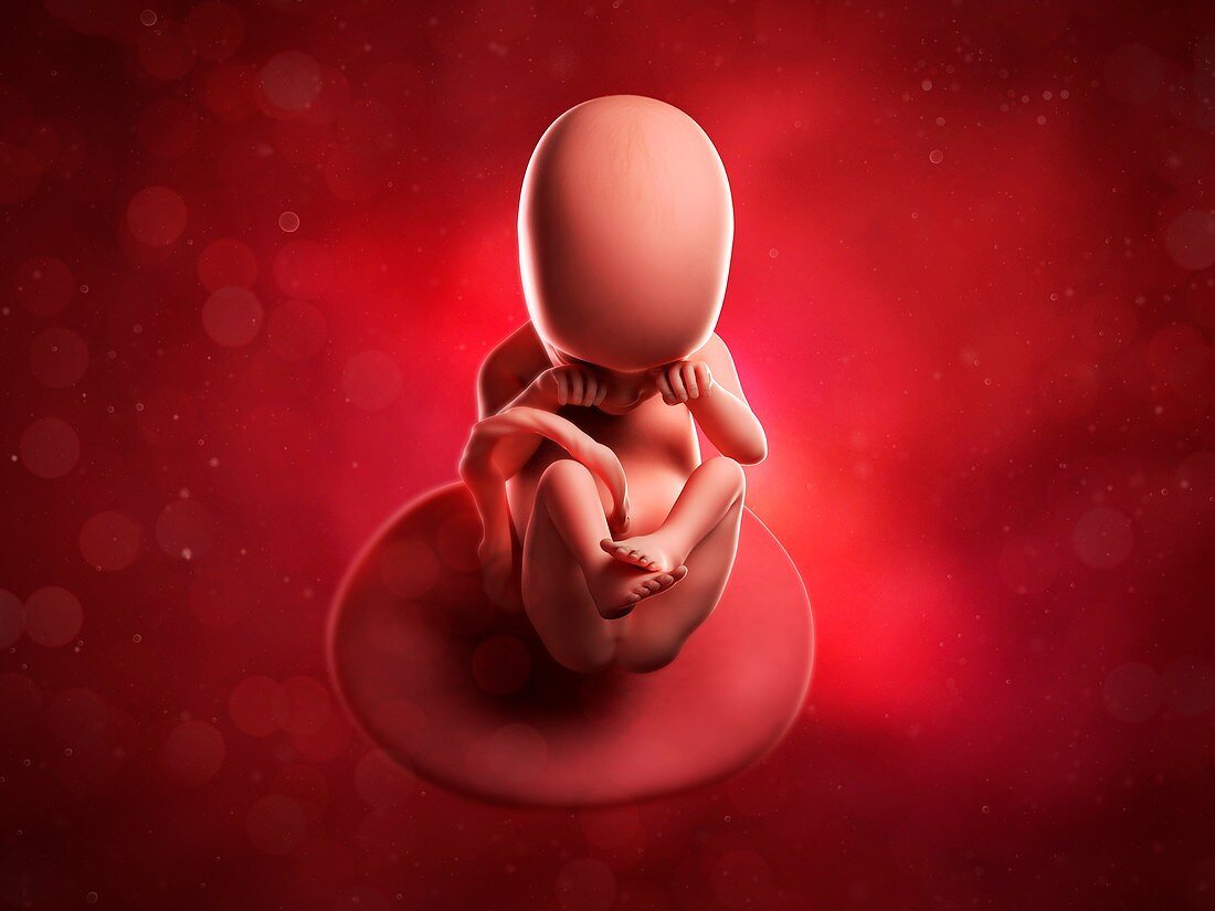 Foetus at 18 weeks,artwork