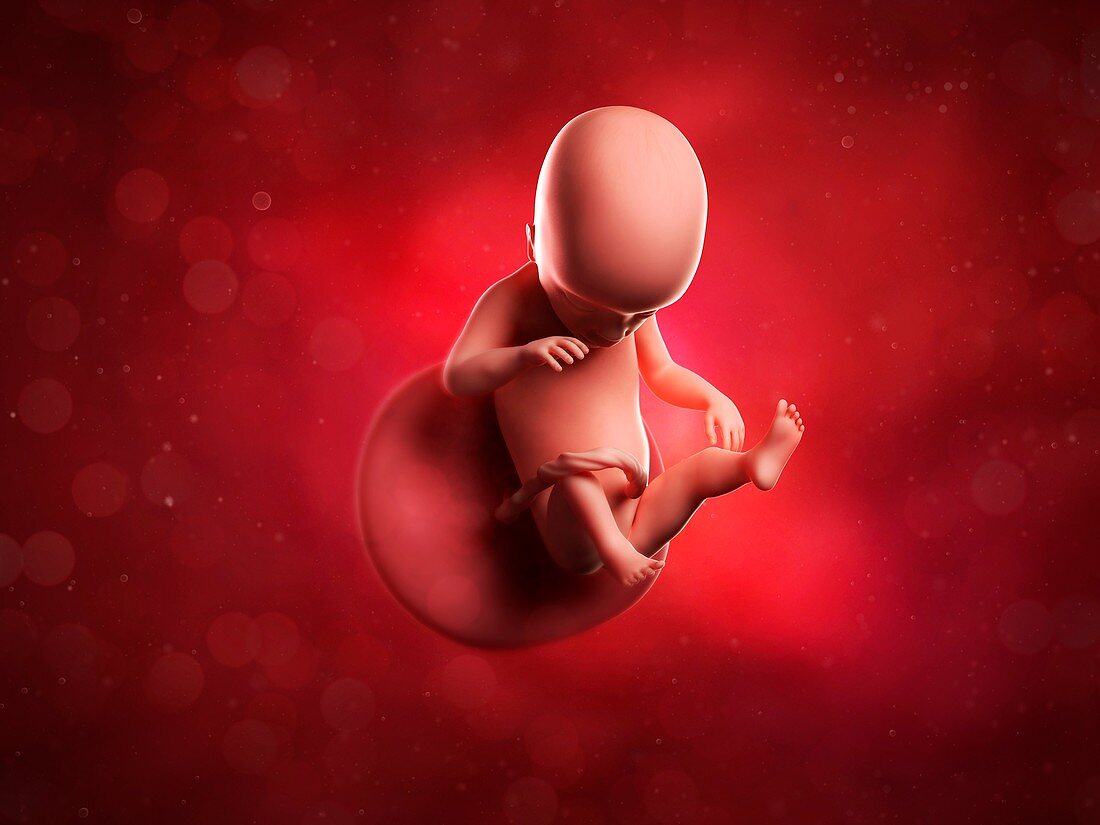 Foetus at 19 weeks,artwork