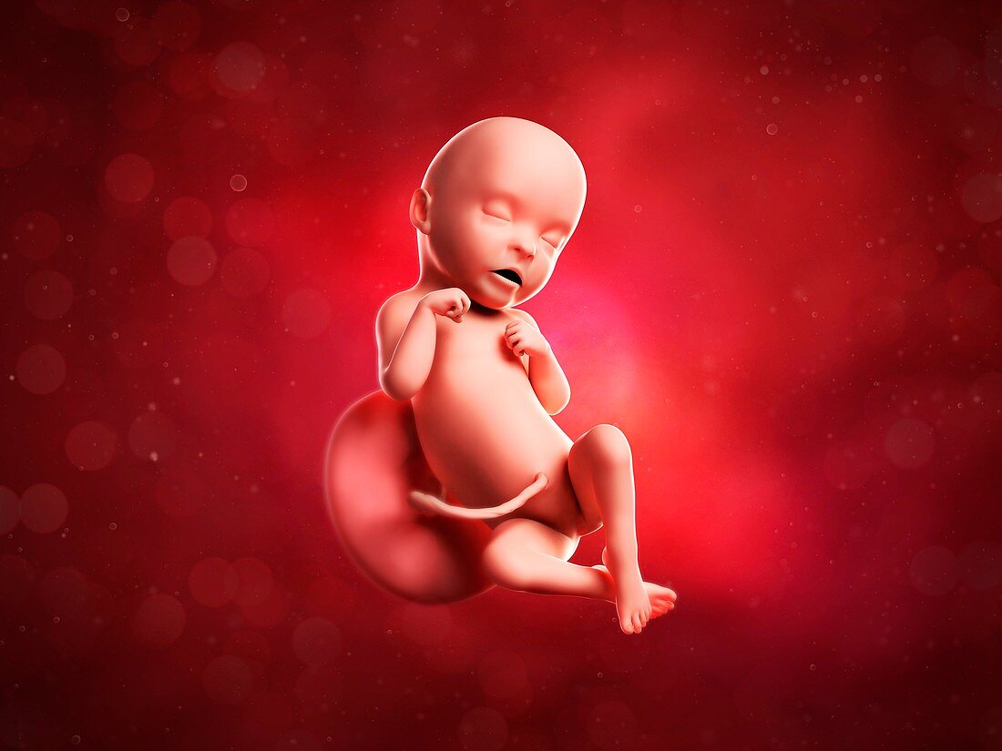Foetus at 31 weeks,artwork