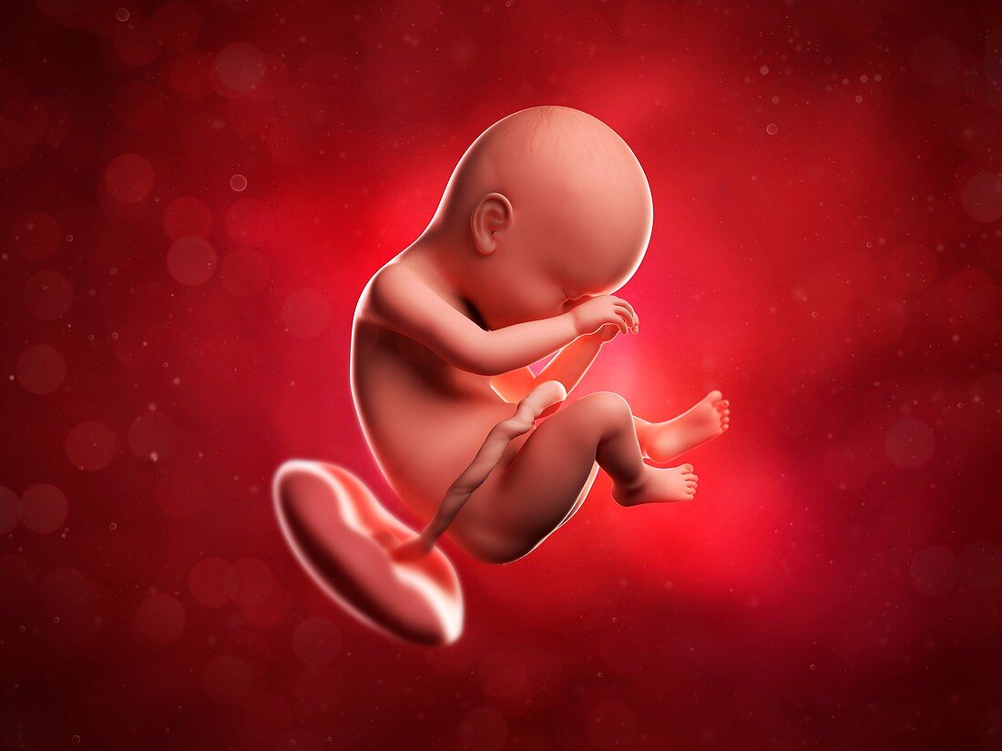 Foetus at 38 weeks,artwork