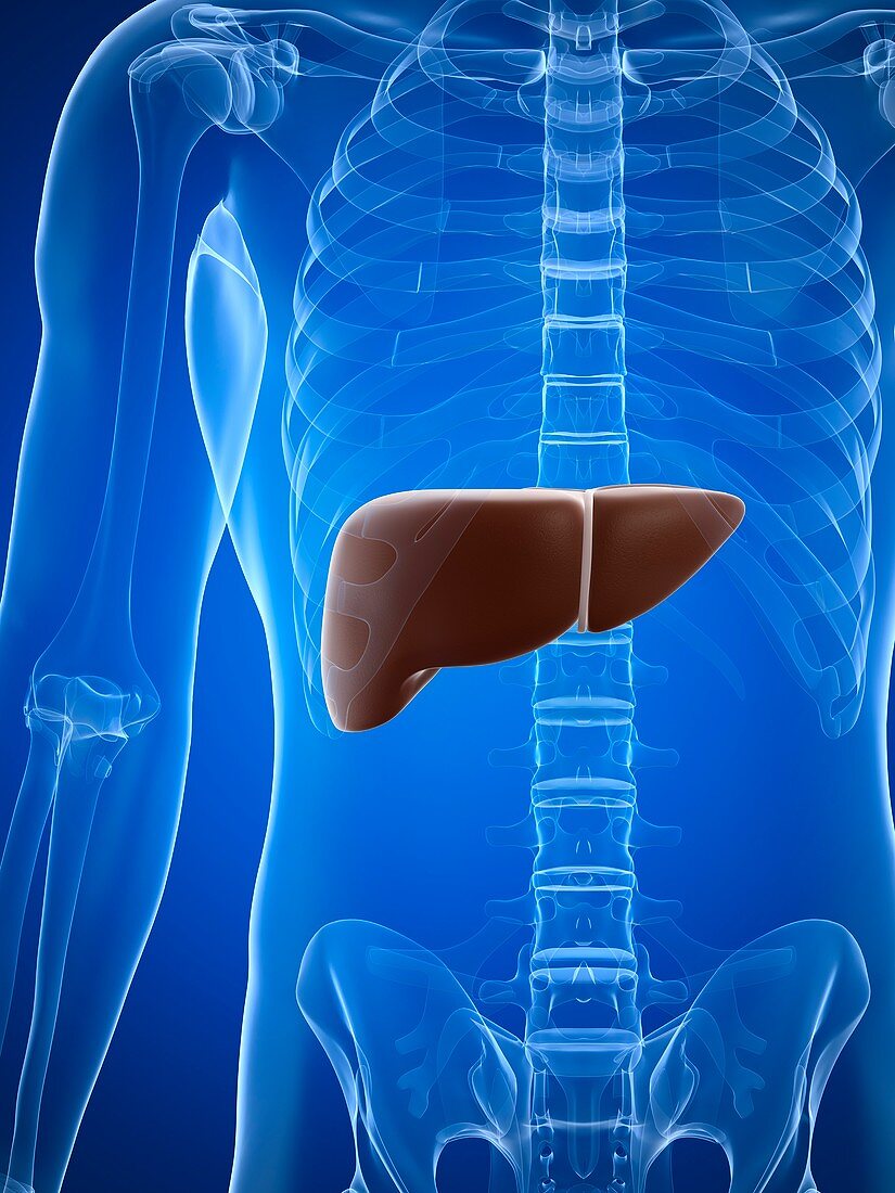 Healthy liver,artwork