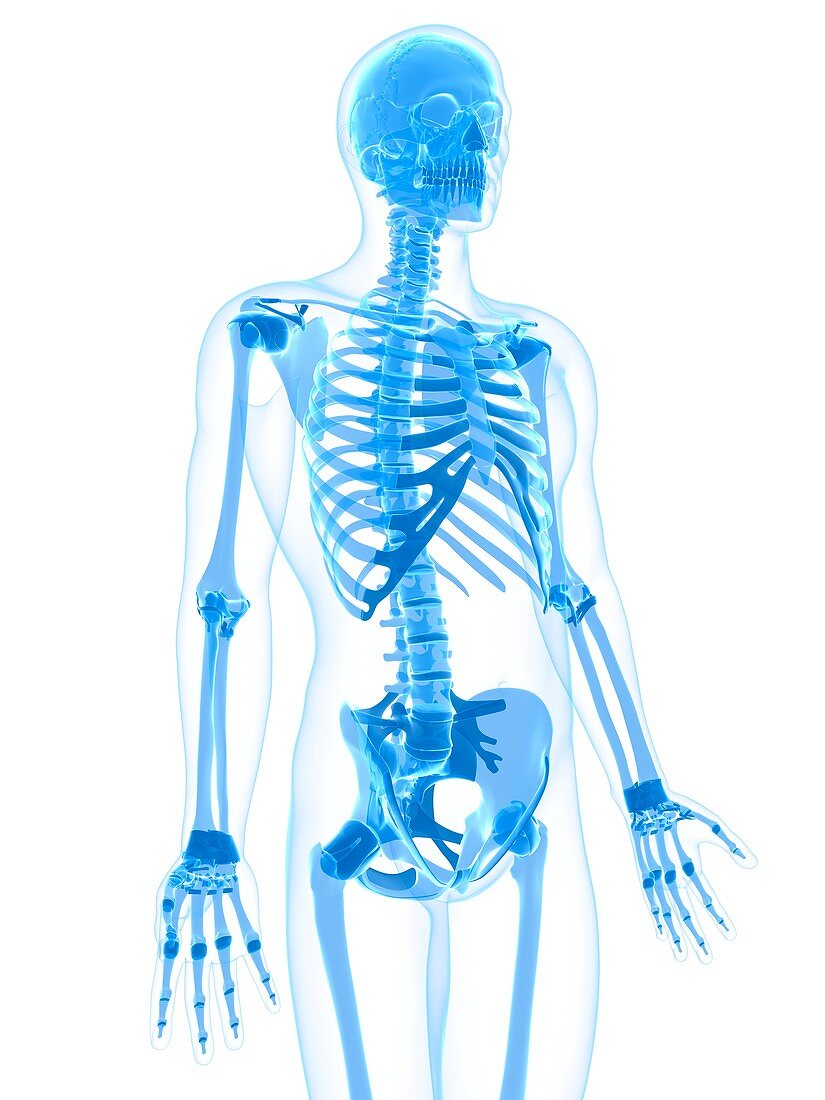 Male skeleton,artwork