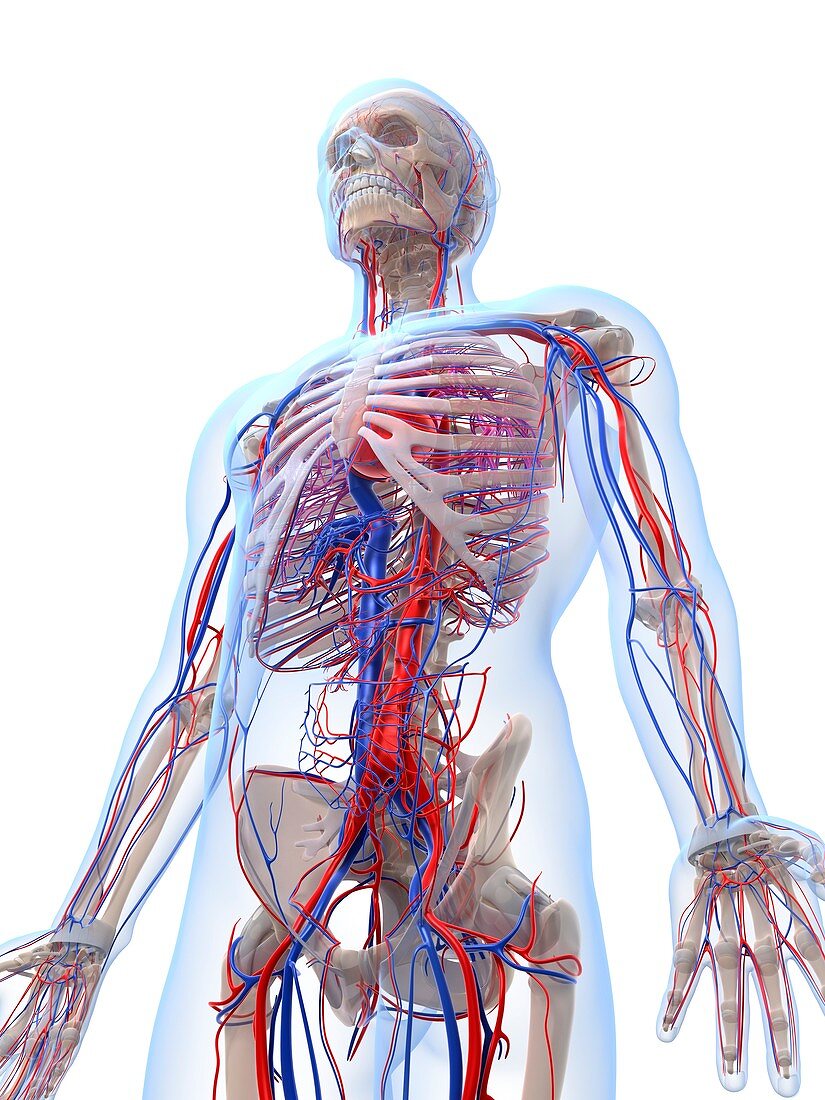 Male vascular system,artwork