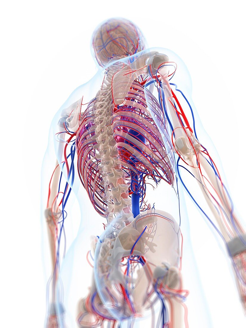 Male vascular system,artwork