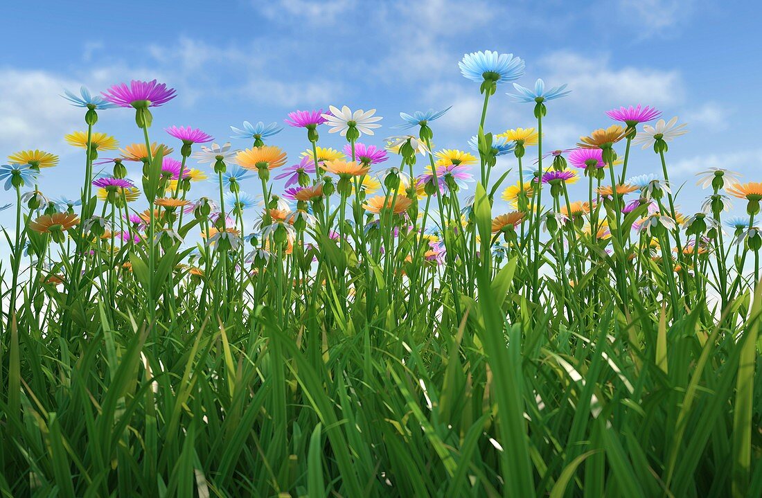 Wildflower meadow,artwork