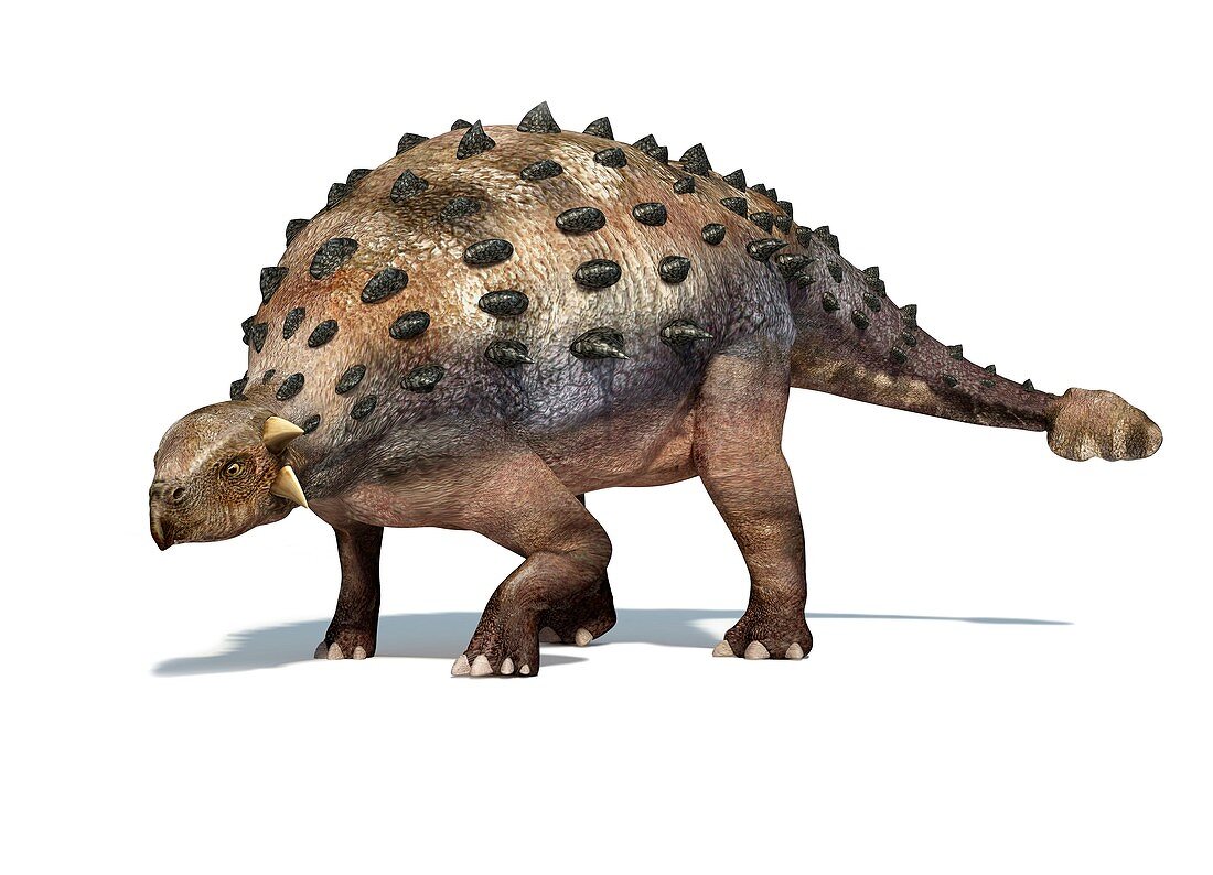Ankylosaur dinosaur,artwork