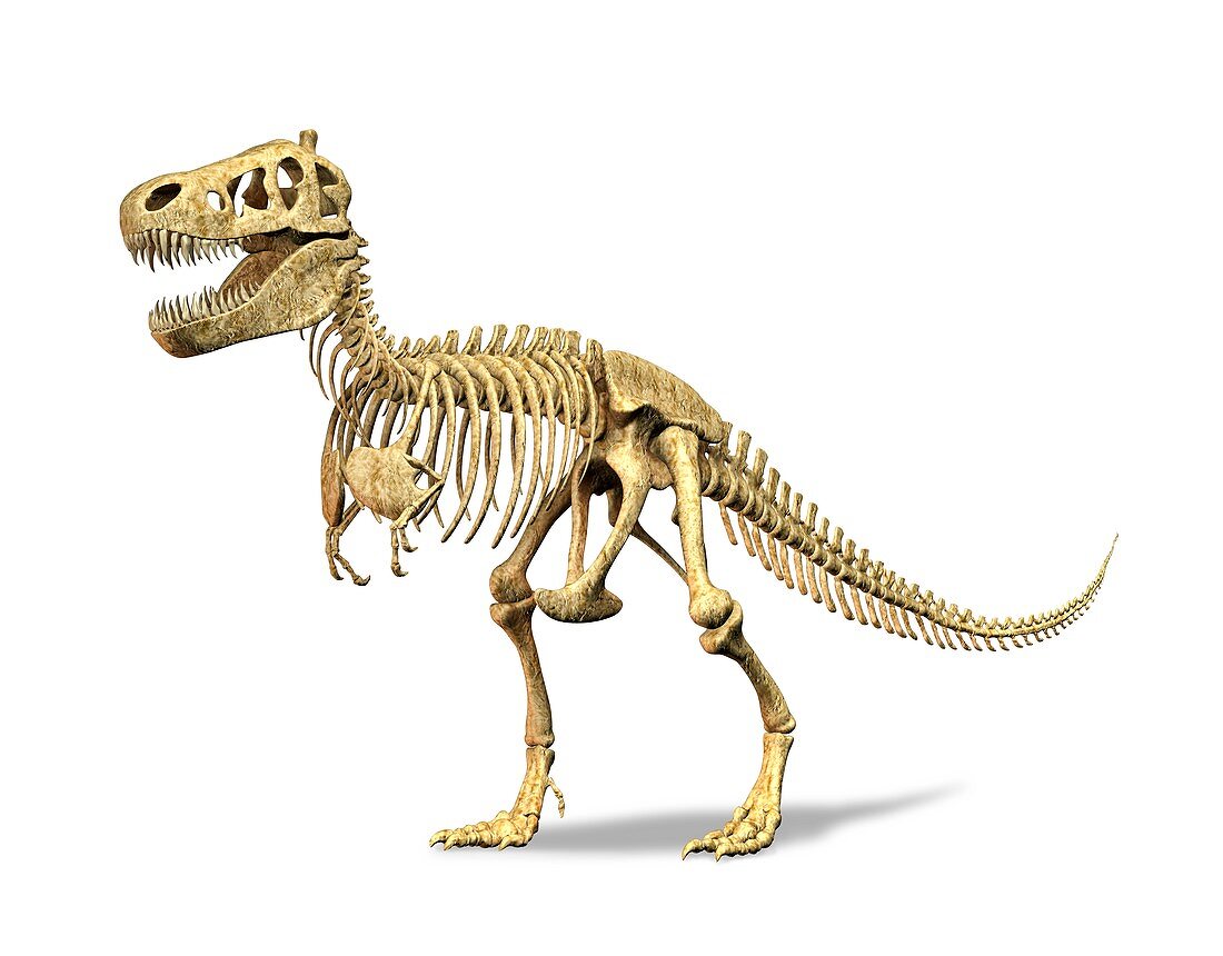 Tyrannosaurus rex skeleton,artwork