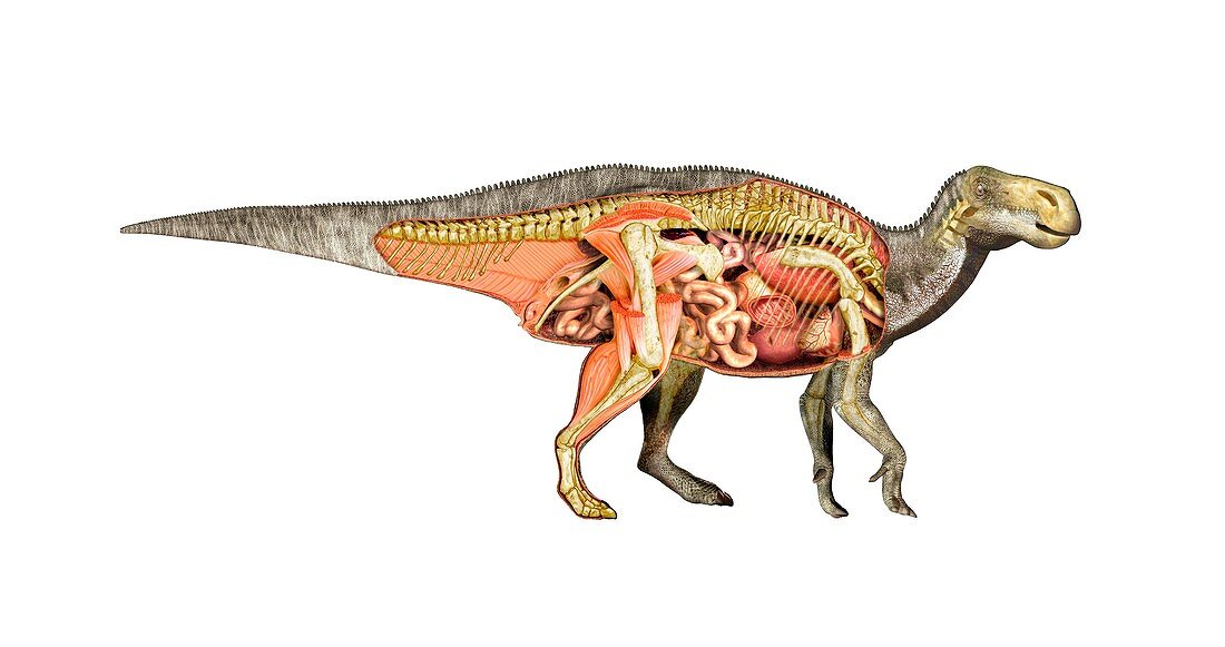 Iguanodon anatomy,artwork