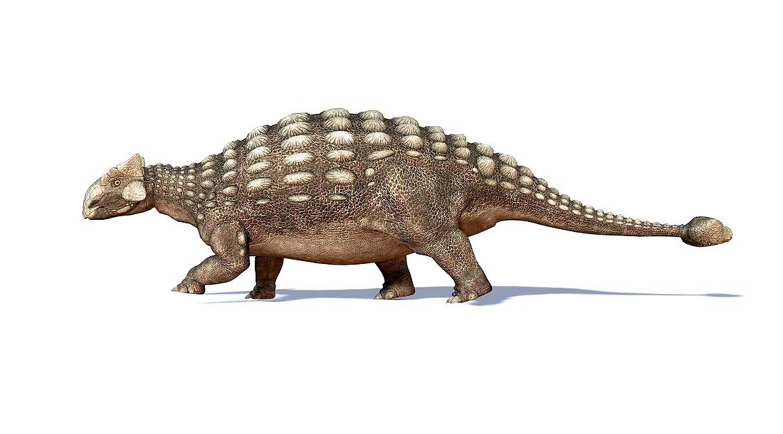 Ankylosaur dinosaur,artwork