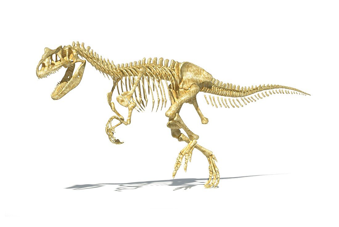 Allosaurus dinosaur skeleton,artwork