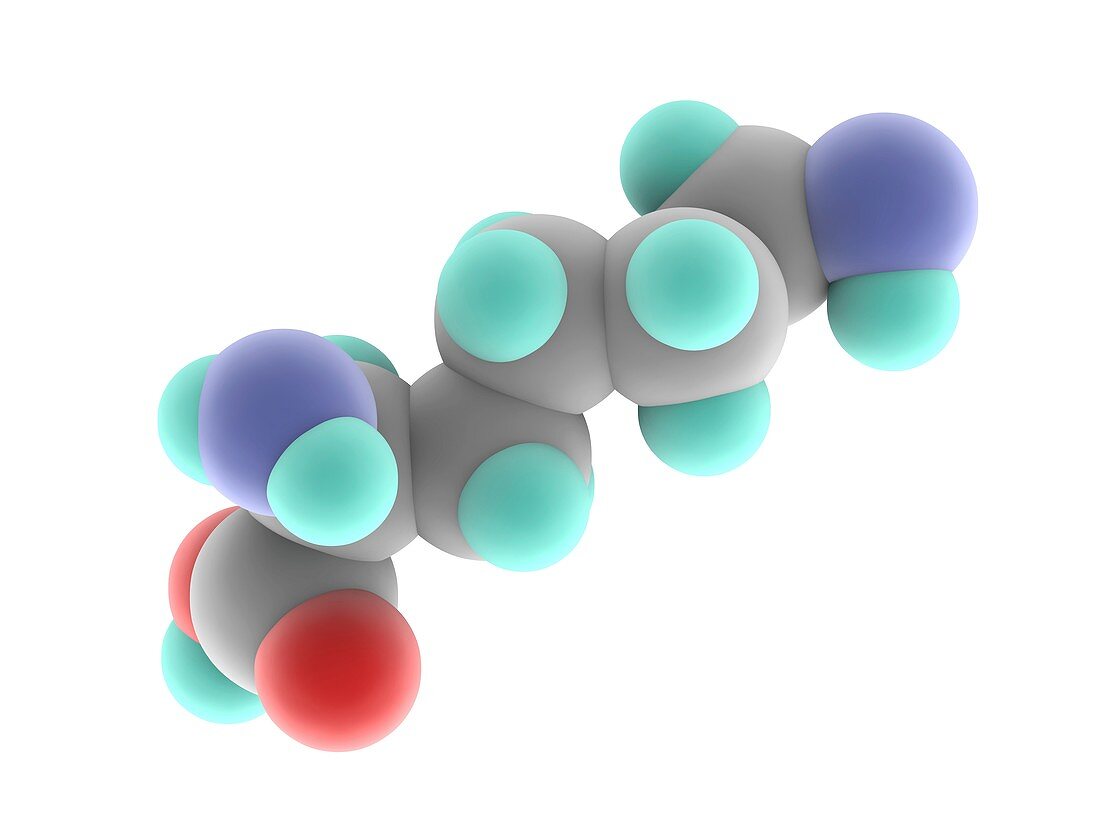 Lysine molecule