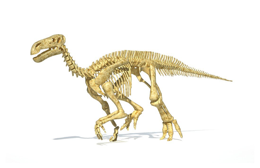 Iguanodon dinosaur skeleton,artwork