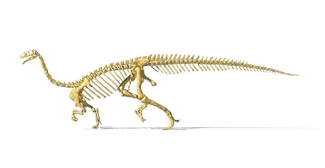Plateosaurus dinosaur skeleton,artwork