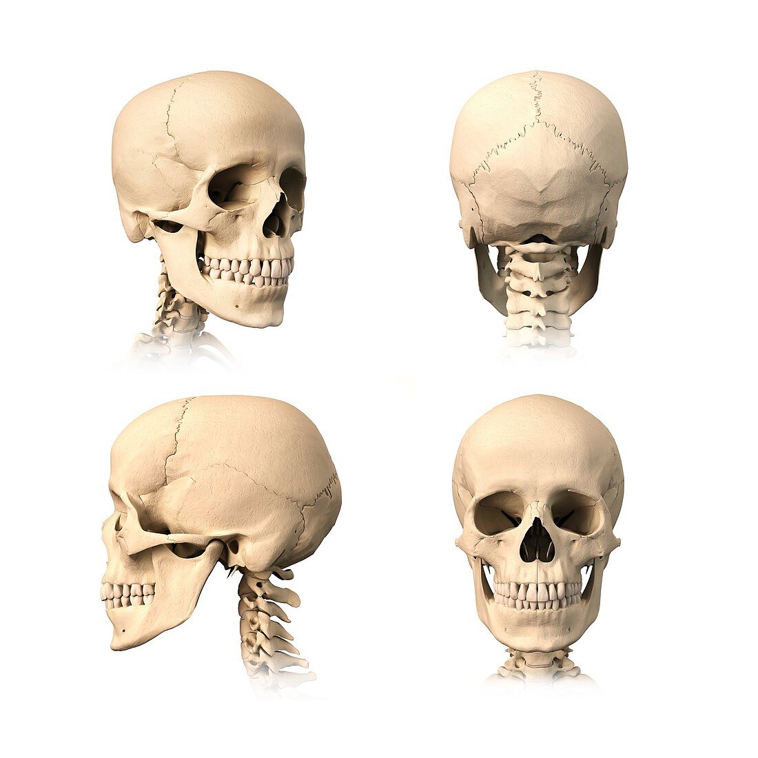 Human skull,artwork