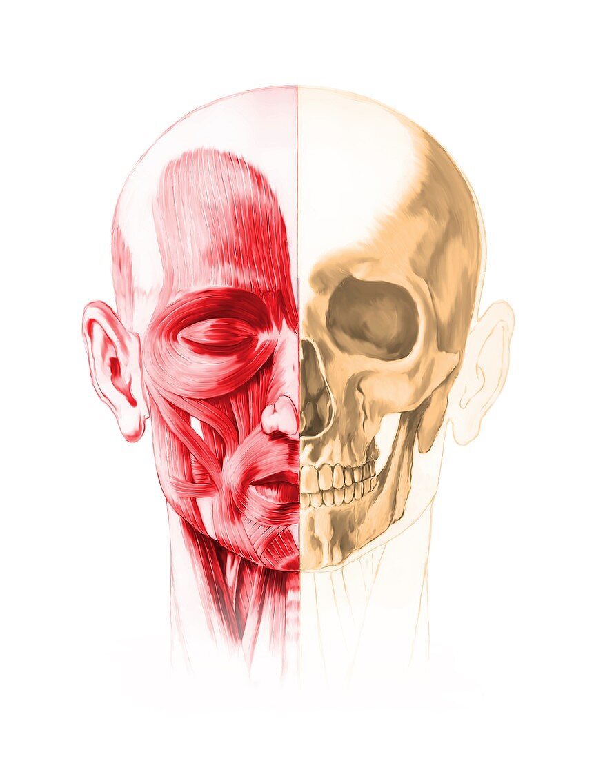 Human facial anatomy,artwork
