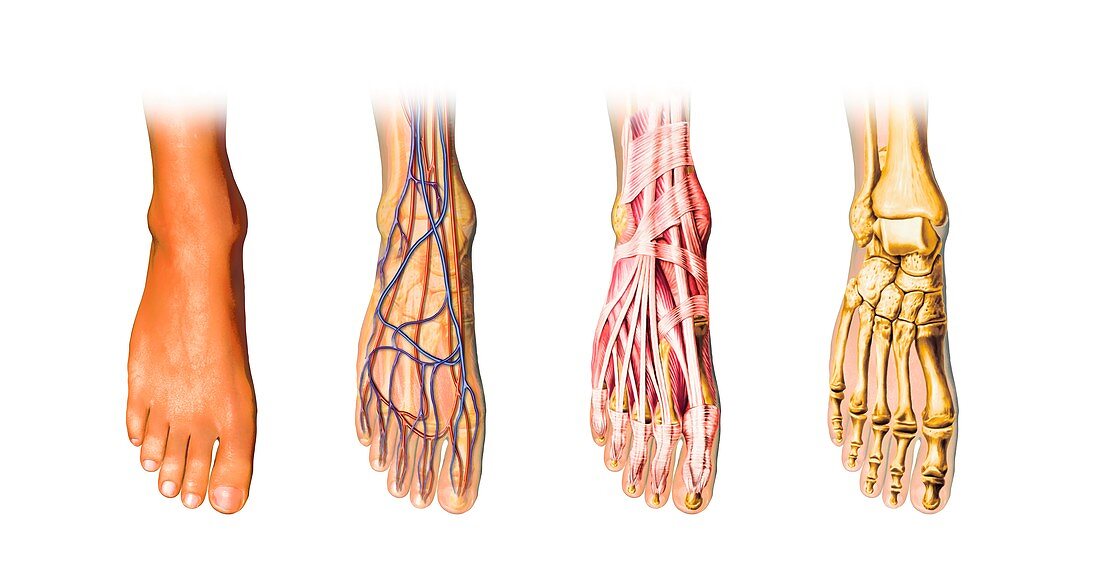 Human foot anatomy,artwork
