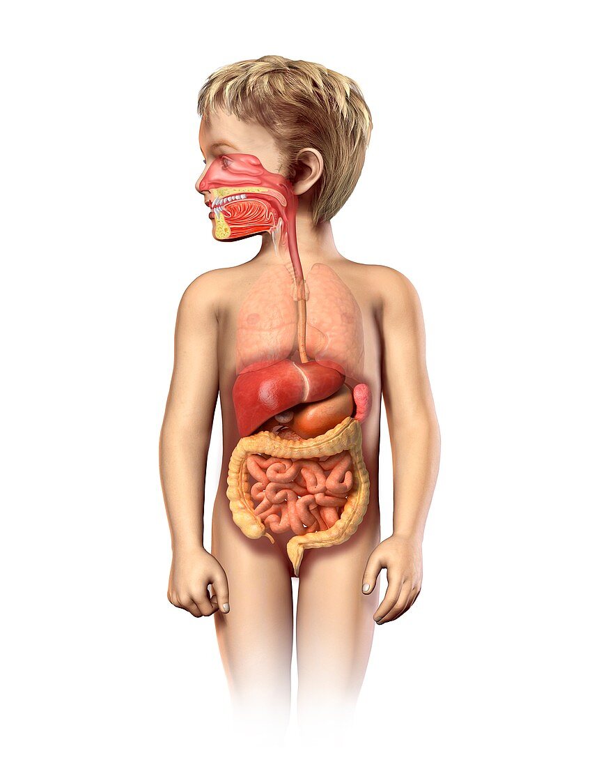 Child's digestive system,artwork