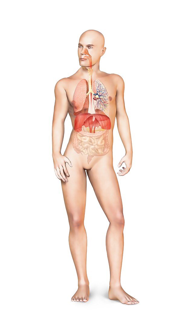 Male respiratory system,artwork