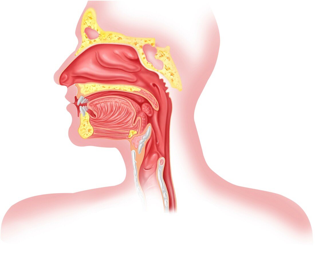 Upper respiratory tract,artwork