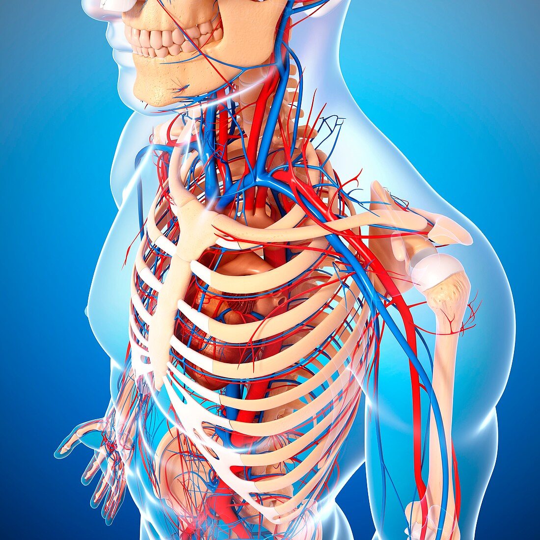 Cardiovascular system,artwork