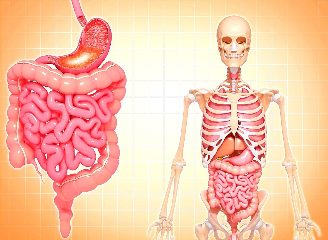 Healthy digestive system,artwork