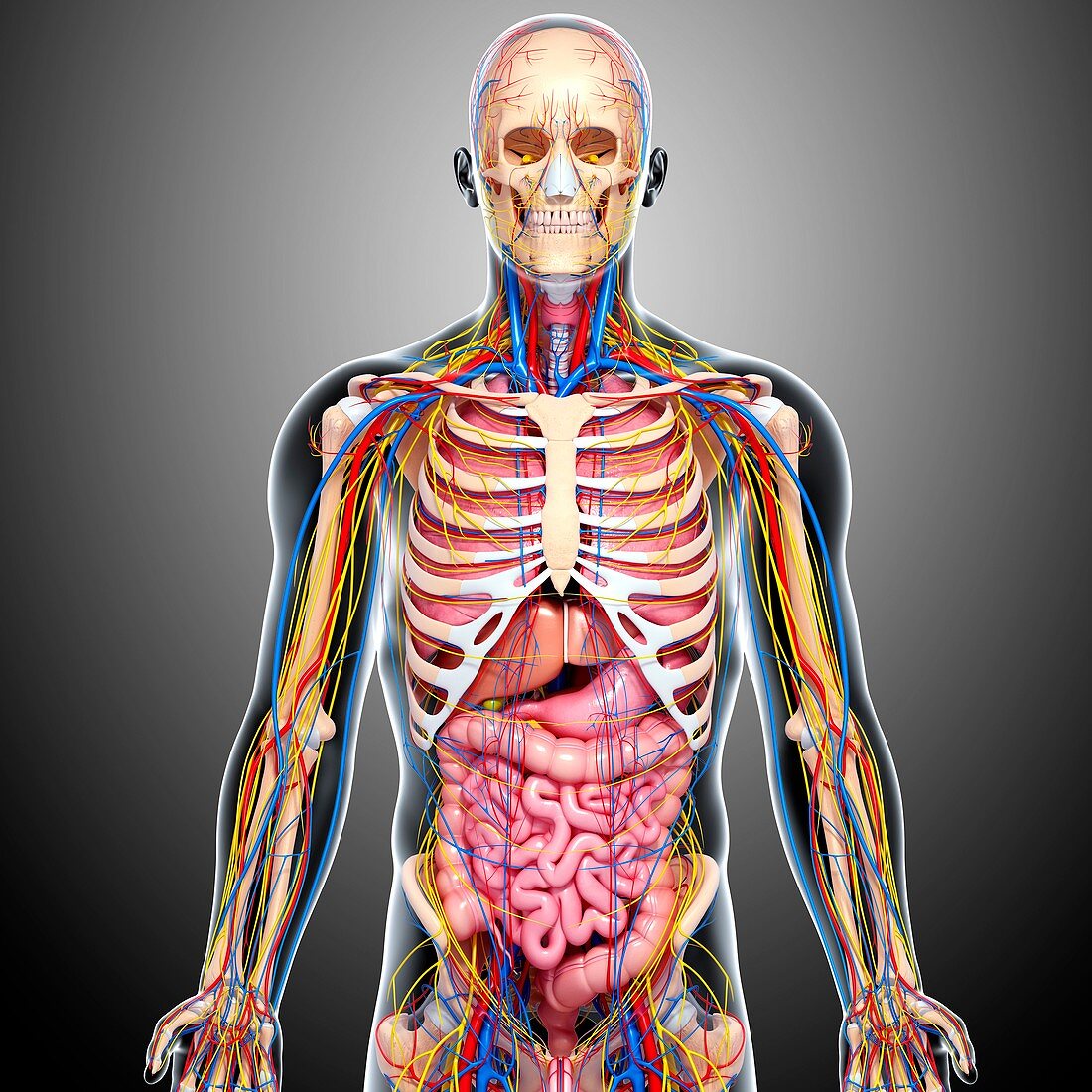 Human anatomy,artwork