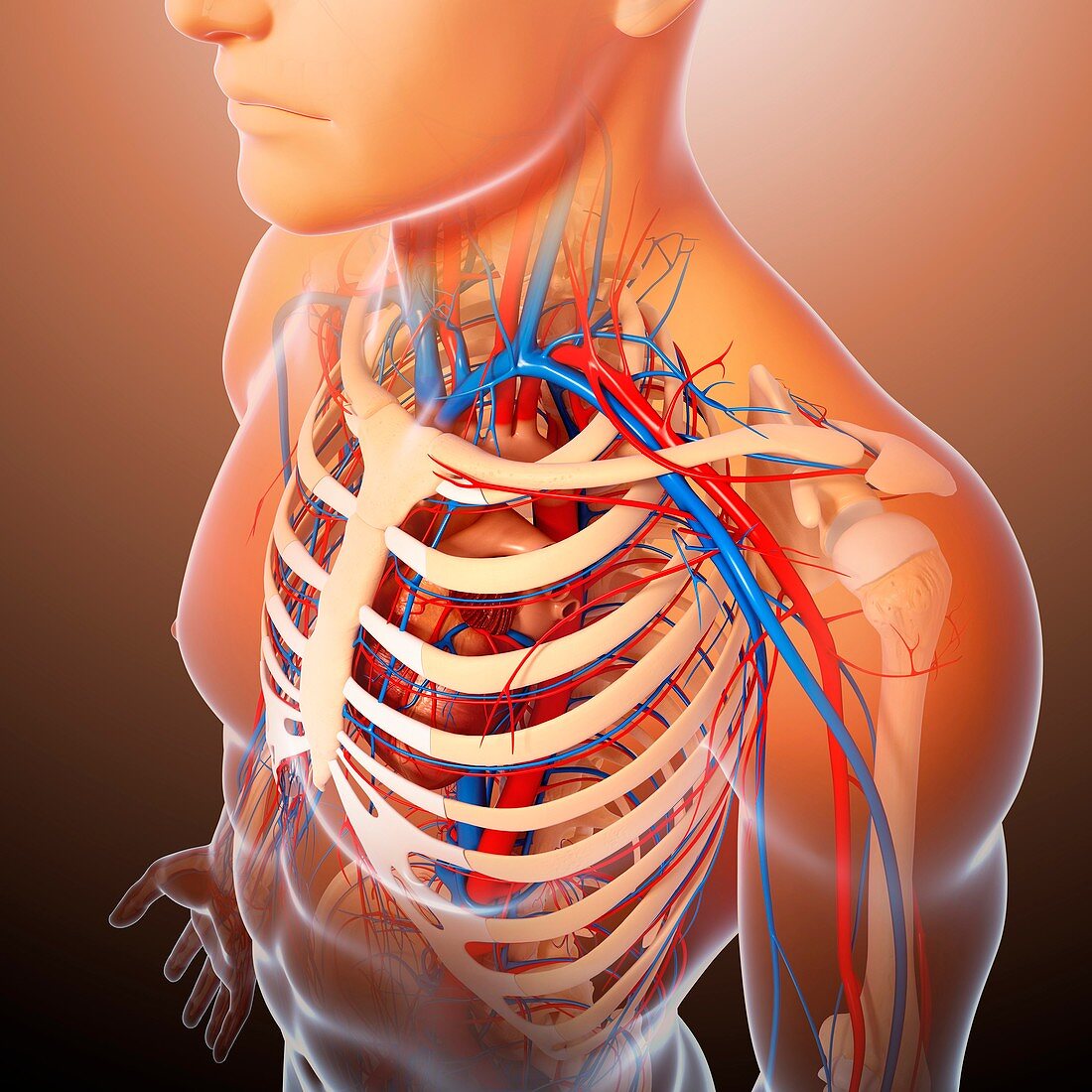 Chest anatomy,artwork