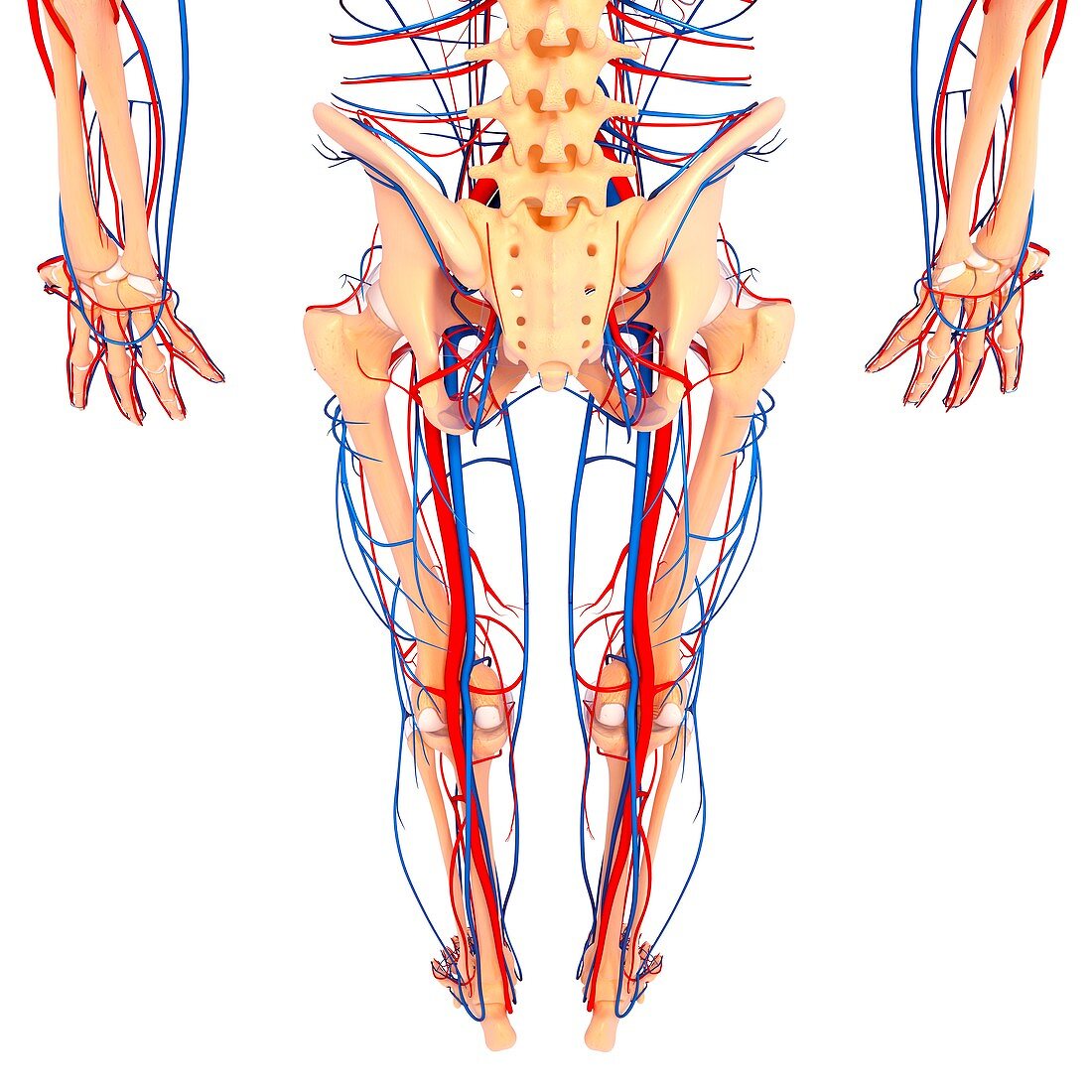 Lower body anatomy,artwork