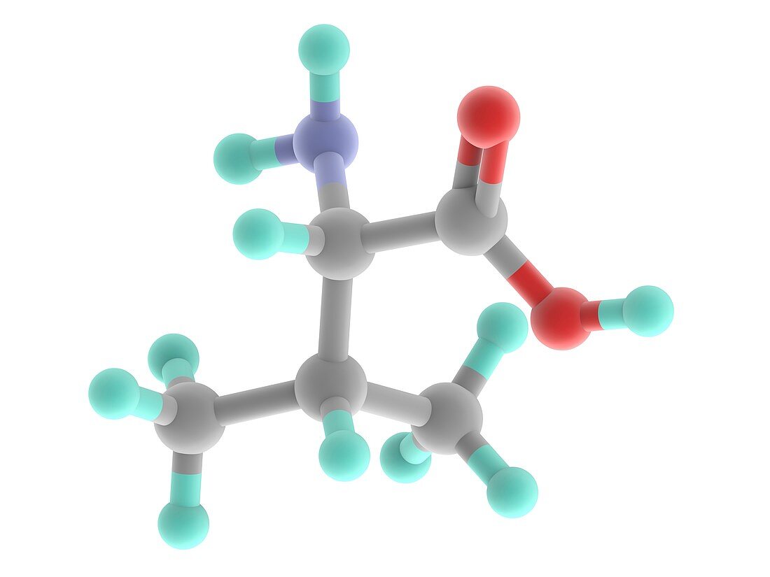Valine molecule