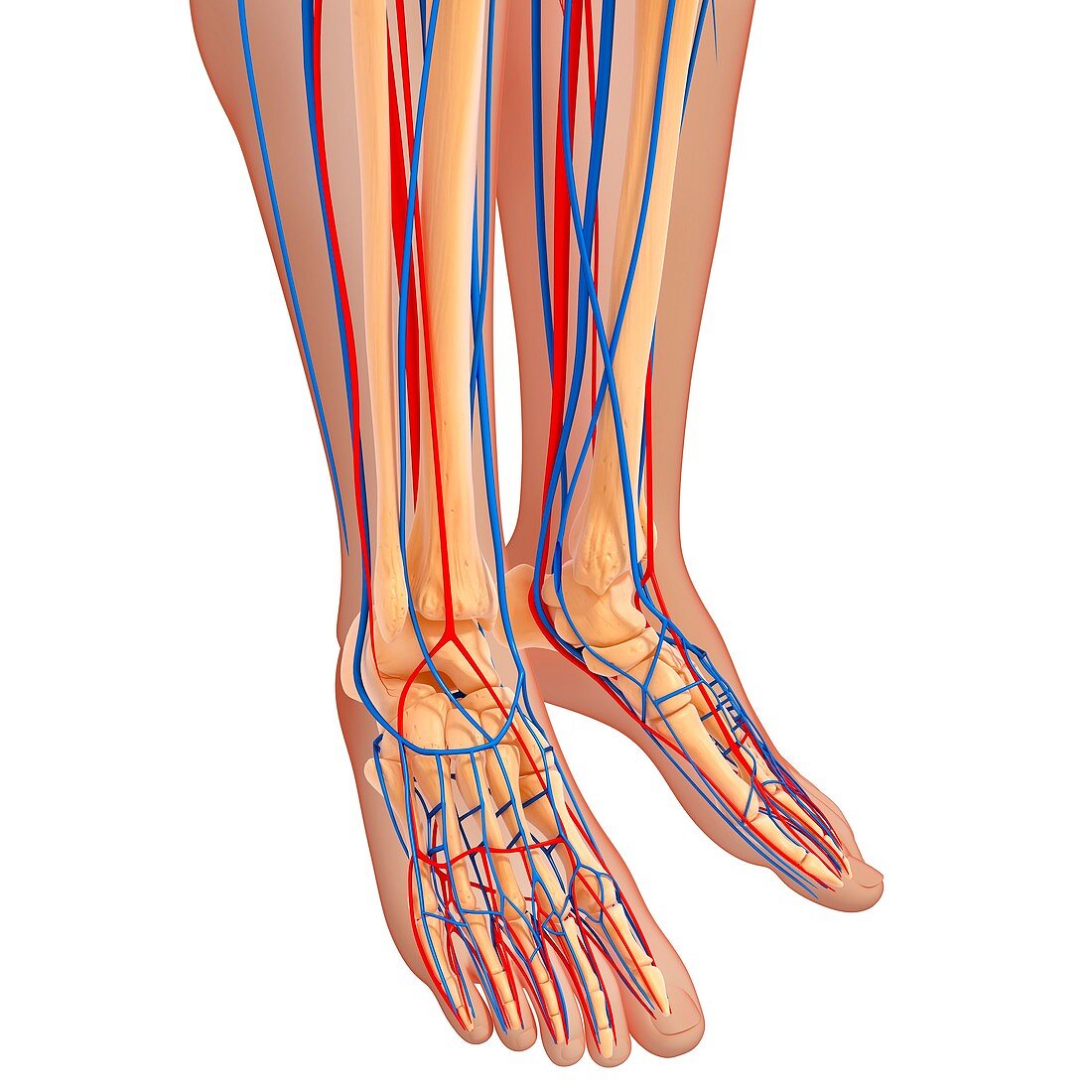 lower leg anatomy,artwork