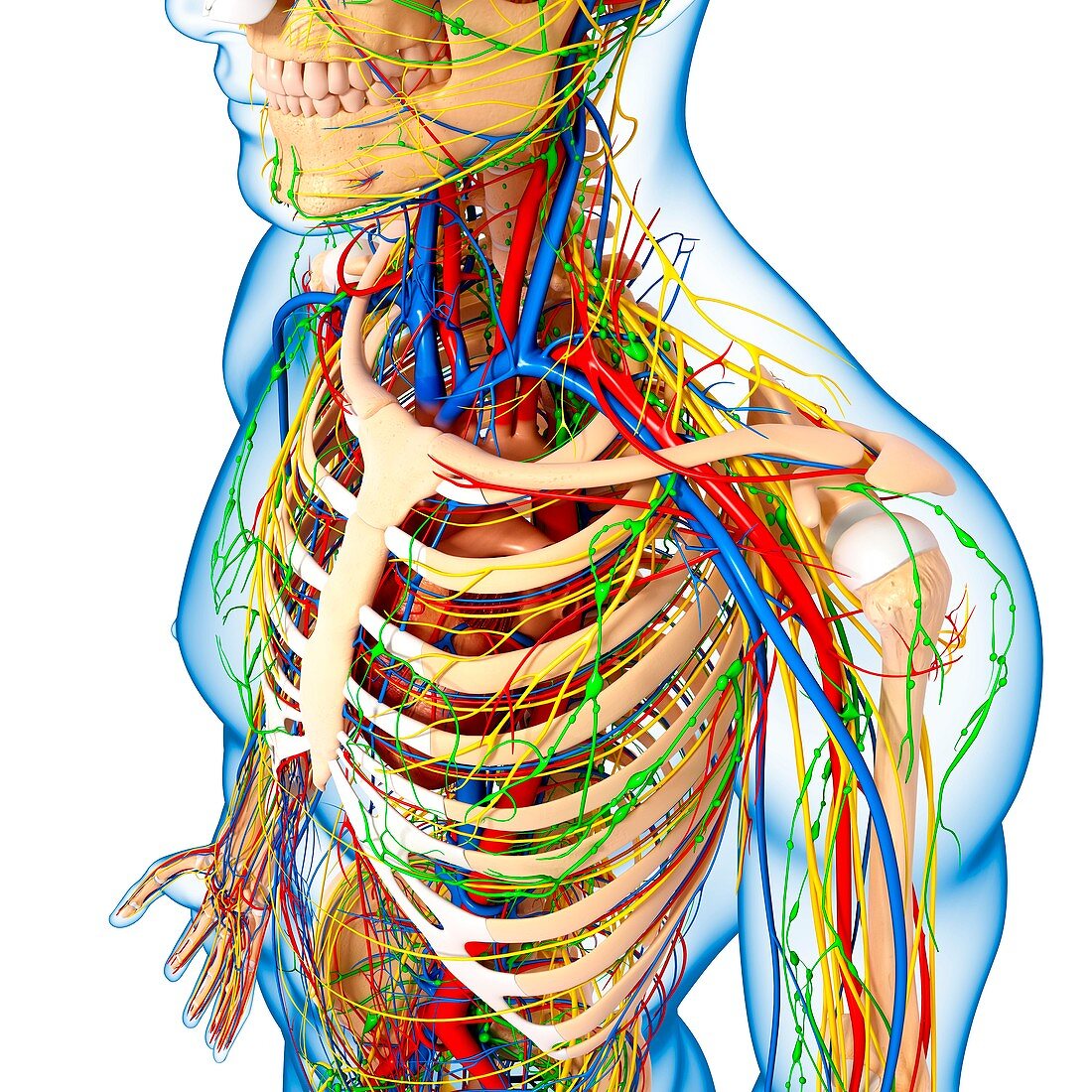 Upper body anatomy,artwork