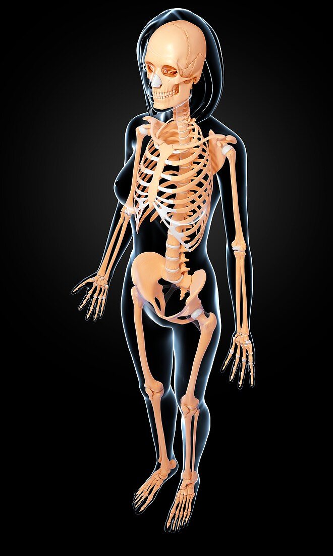 Female skeleton,artwork