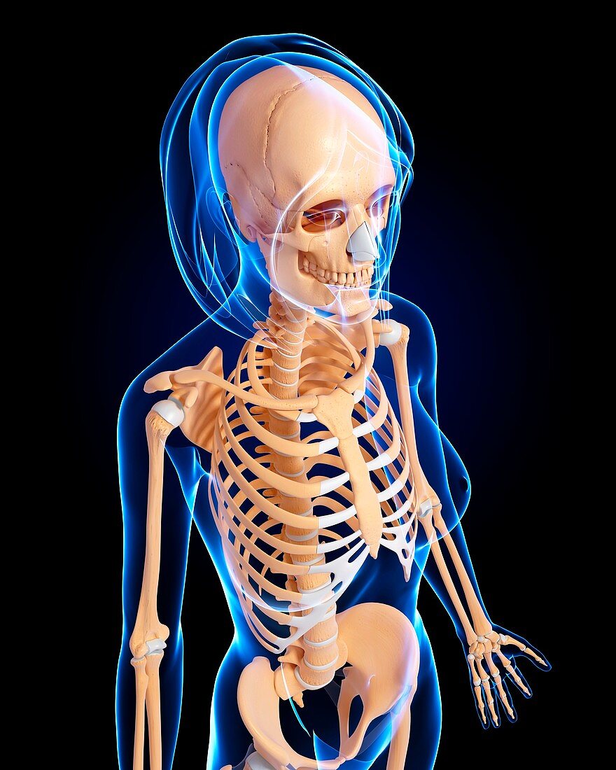 Female skeleton,artwork