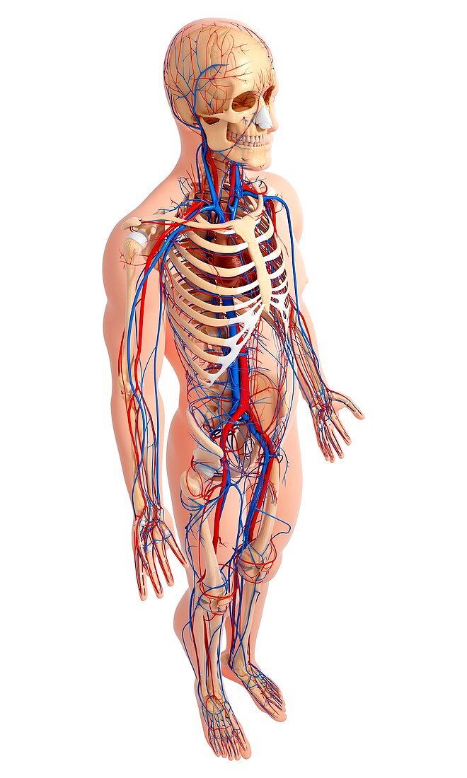 Male anatomy,artwork