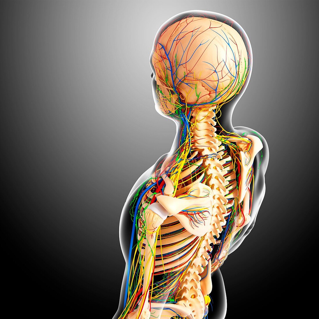 Upper body anatomy,artwork