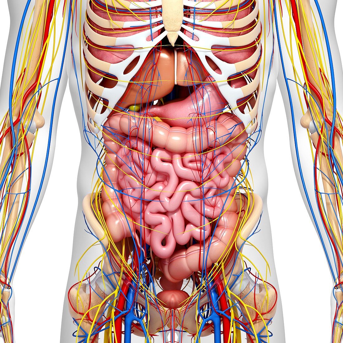 Abdominal anatomy,artwork