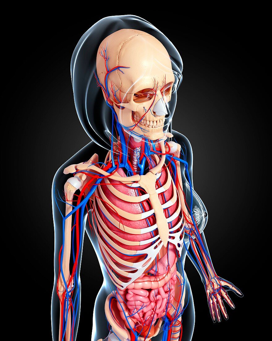 Female anatomy,artwork