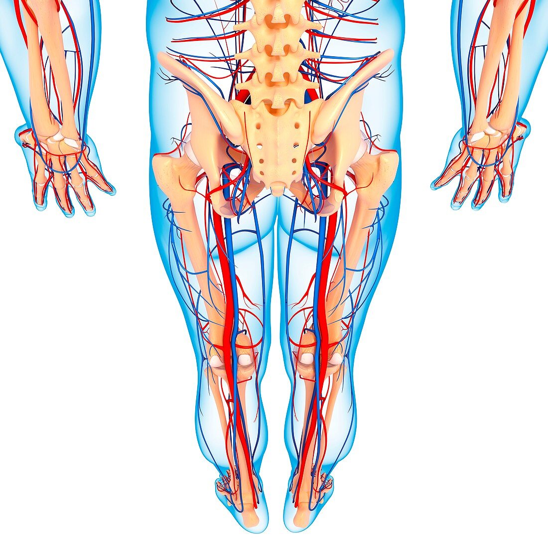 Lower body anatomy,artwork