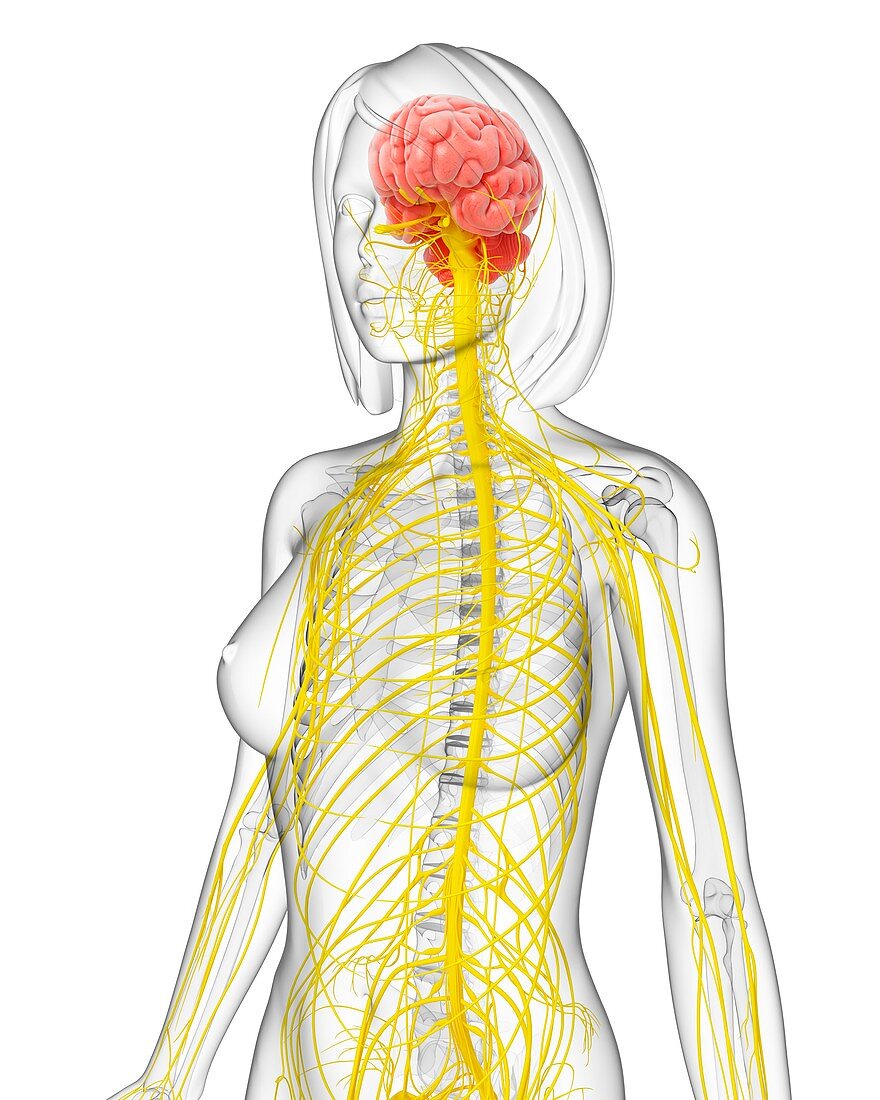 Female central nervous system,artwork