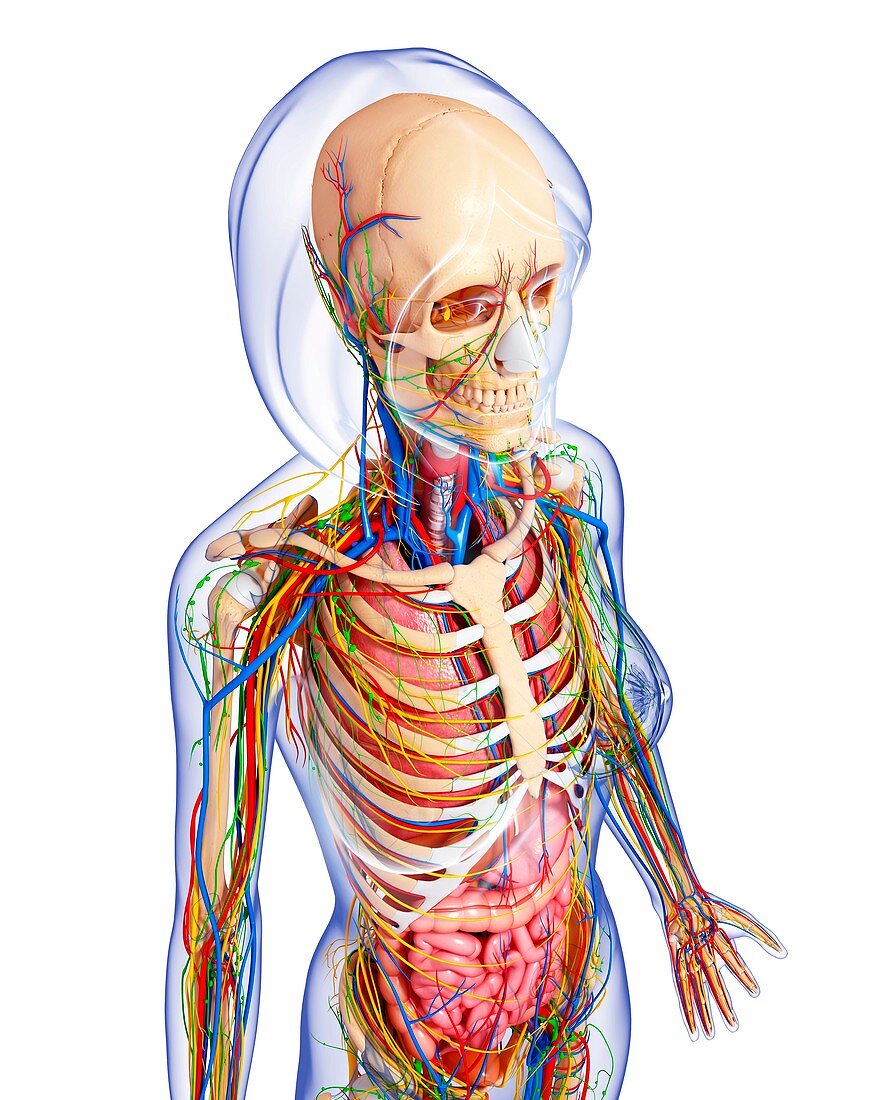 Female anatomy,artwork