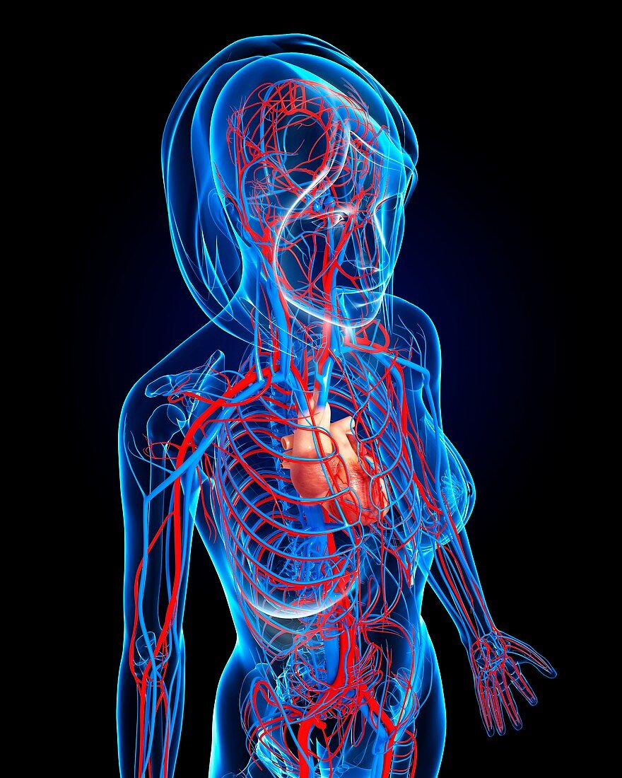 Female cardiovascular system,artwork