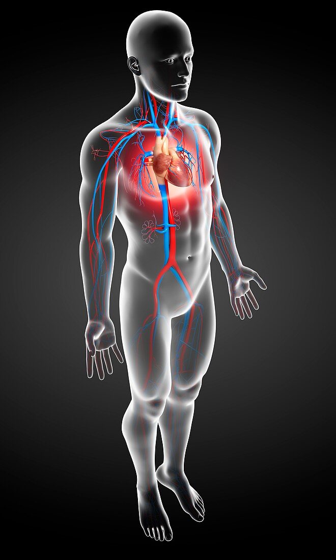 Male cardiovascular system,artwork