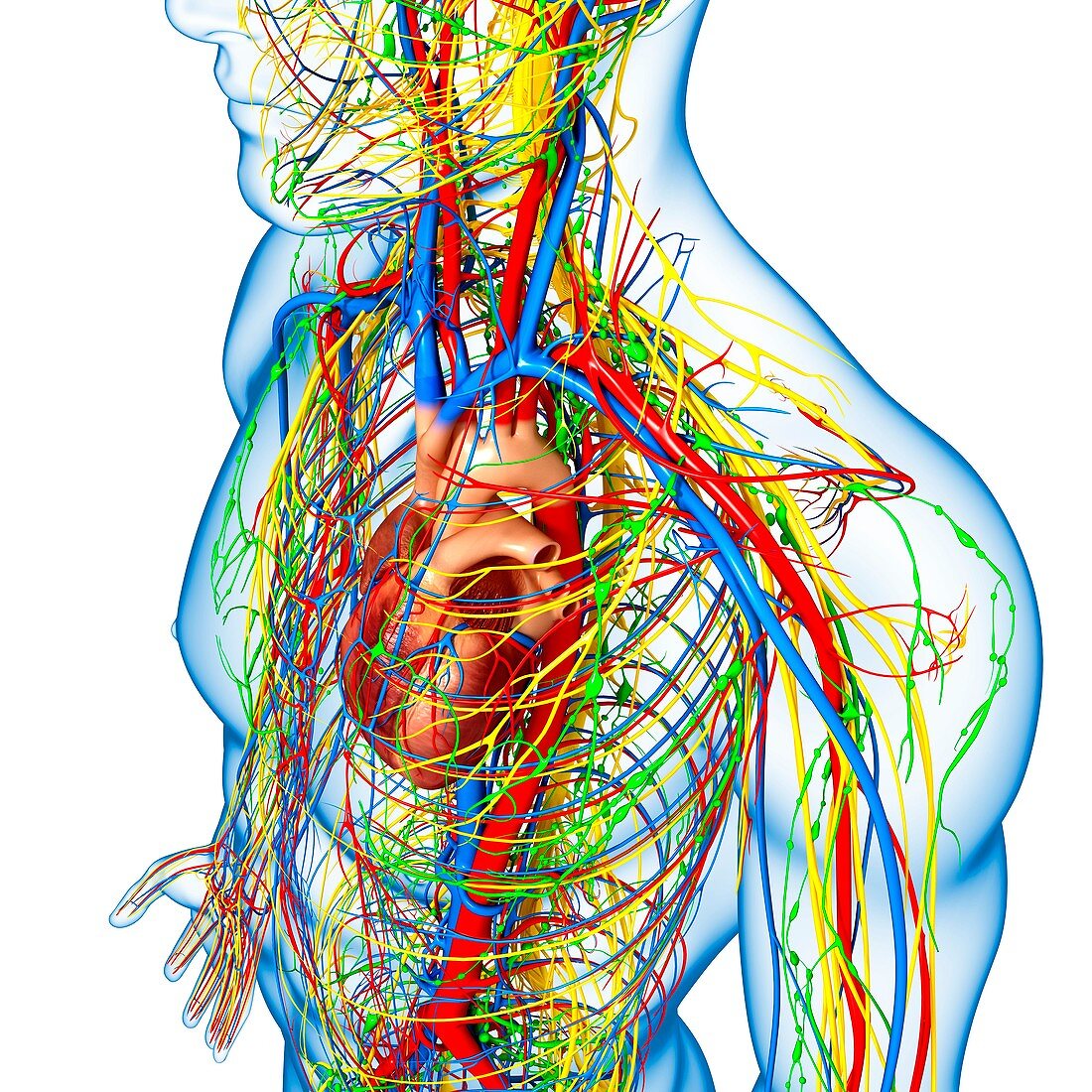 Upper body anatomy,artwork