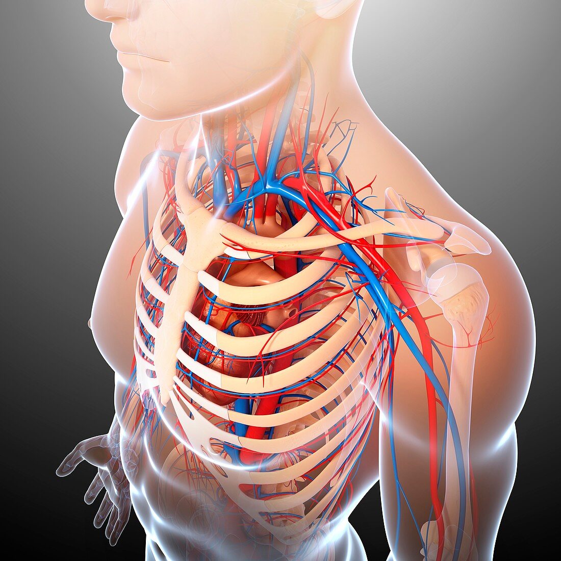 Upper body anatomy,artwork