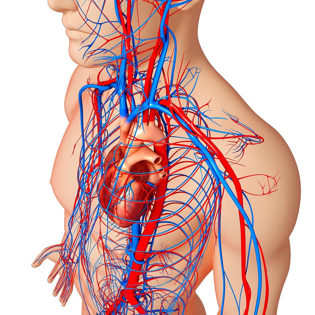 Male cardiovascular system,artwork