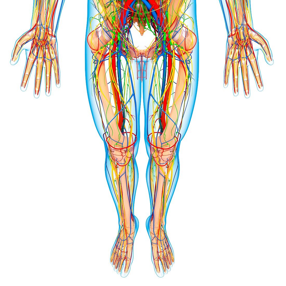 Lower body anatomy,artwork